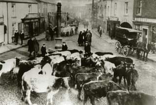Cattle at Garstang Market Cross (Garstang Heritage Society)